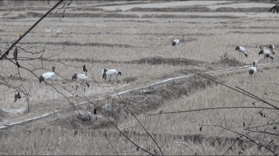 Black-necked crane numbers decline in Bumdeling, Trashi Yangtse